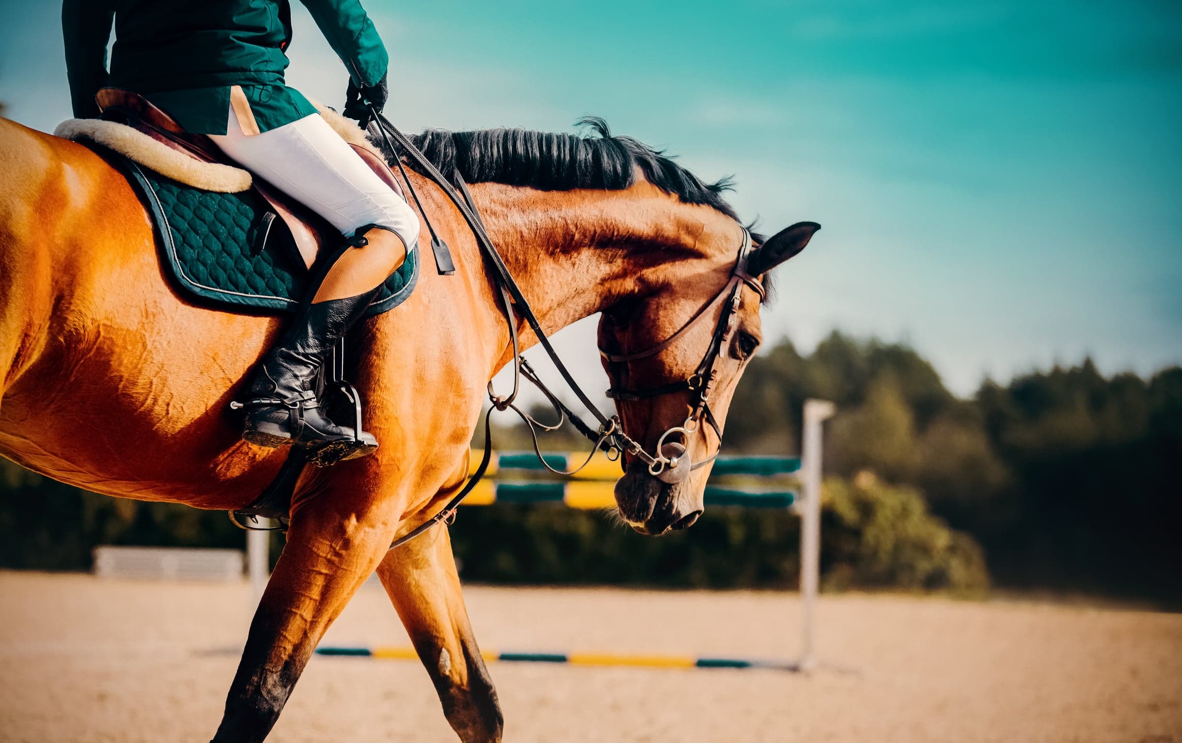 Quality sporthorses at Menden Equestrian