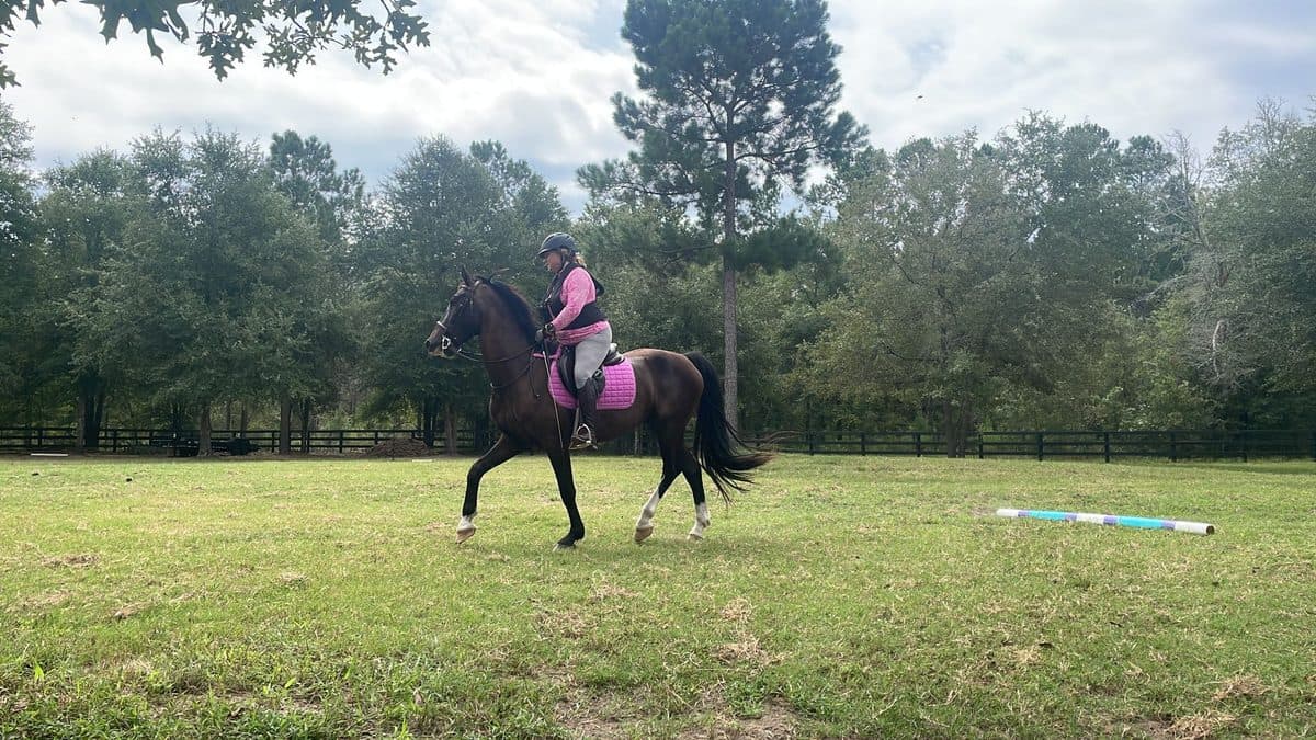 Confident young horse after first rides training