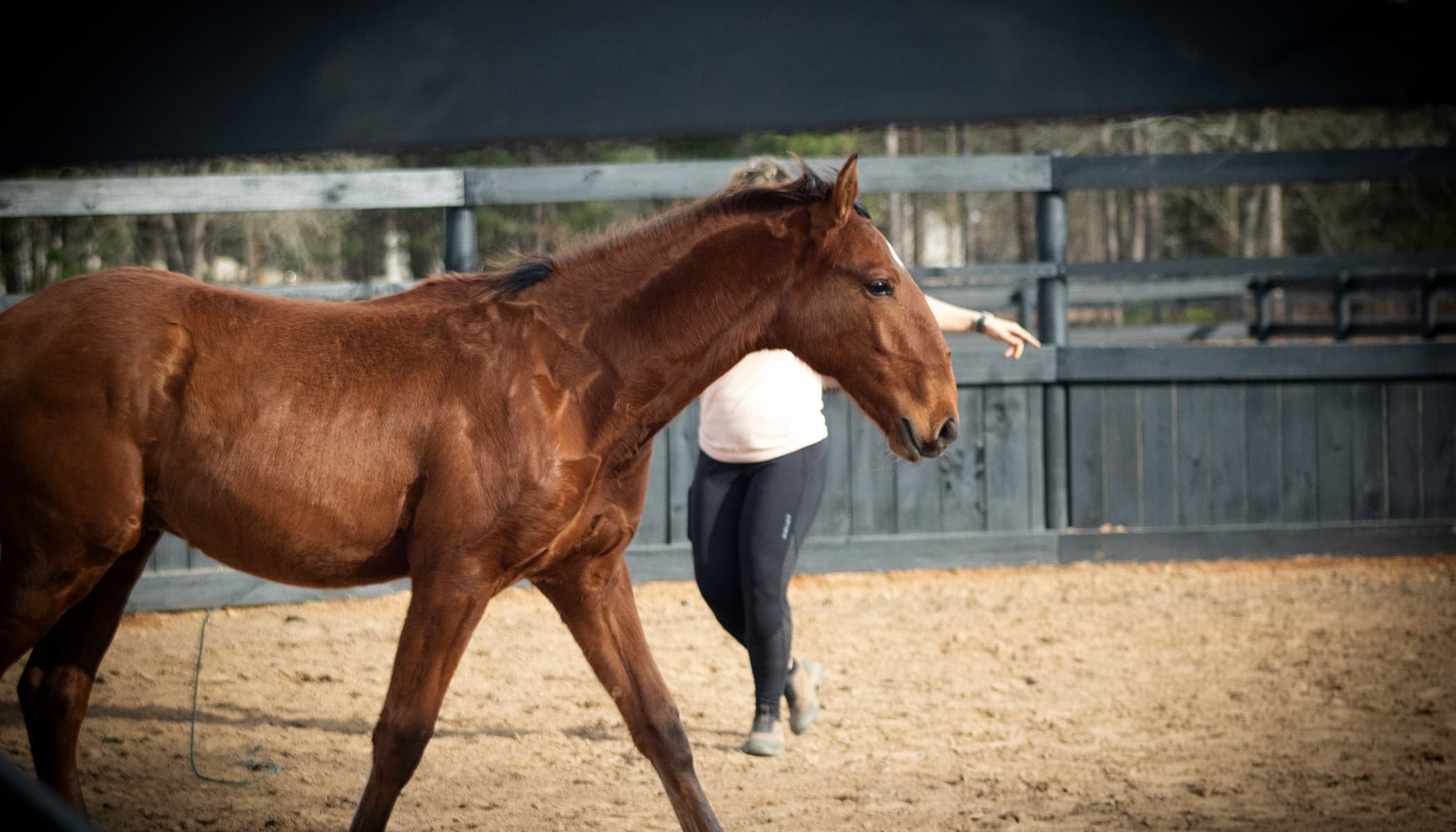 A horse in the Safe Horse Initiative ninety-day program